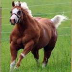 image for Scientists in Scandinavia have successfully bred a horse with 2 Horsepower