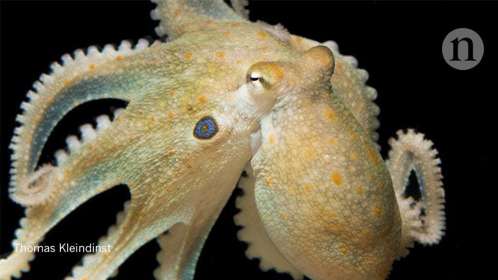 image for Octopuses on ecstasy just want a cuddle