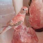image for Rose quartz bird