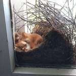 image for A squirrels' nest