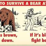 image for When coming in contact with a bear.