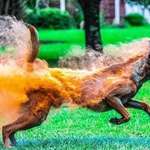 image for The dog is covered in powder, look like a fire hound.
