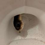image for Well there is a water snake living in my toilet somehow