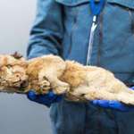 image for A pair of cave lion cubs that died up to 44,000 years ago were found perfectly preserved in the Siberian permafrost.
