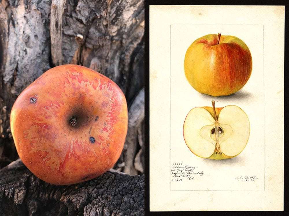 image for Lost apple found: 'Elusive' Colorado Orange apple, thought to be extinct, resurrected