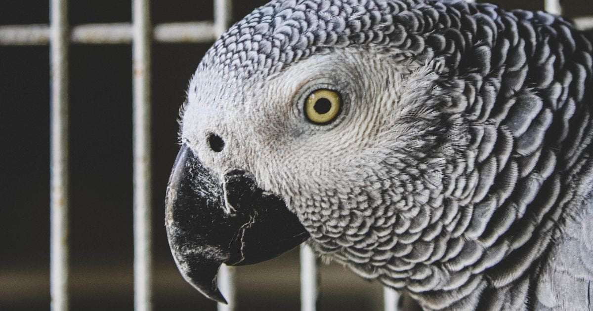 image for Parrots removed from UK family safari park after teaching each other to swear