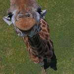 image for 🔥 A drone picture taken of a very curious giraffe