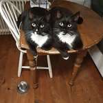 image for This is Higgins and Benson, two brothers from south of Stockholm, Sweden who likes to hang around when I do the dishes