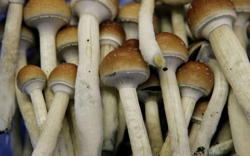 image for Ann Arbor decriminalizes magic mushrooms, psychedelic plants