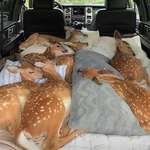 image for Fawns rescued from fires and being transported for care.
