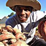 image for FIRST TIME GROWING AND HARVESTING SWEET POTATOES.