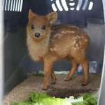 image for The Pudu Deer is the world’s smallest deer. They live in bamboo thickets to hide from predators.
