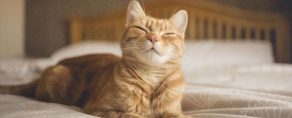 image for Study Confirms 'Slow Blinks' Really Do Work to Communicate With Your Cat
