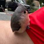 image for A baby woodpecker landed on my arm!
