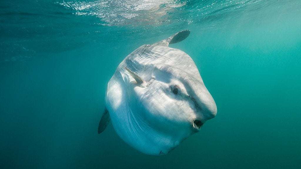 image for Wareham Residents Asked To Stop Calling Police For Sunfish Sightings: ‘It Is Doing Normal Sunfish Activities’
