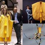 image for Two men led a team of 80 people, spent 5 years collecting 1.2 million golden orb spiders, milked them for their silk, and created the rarest textile on Earth: A golden silk cape.