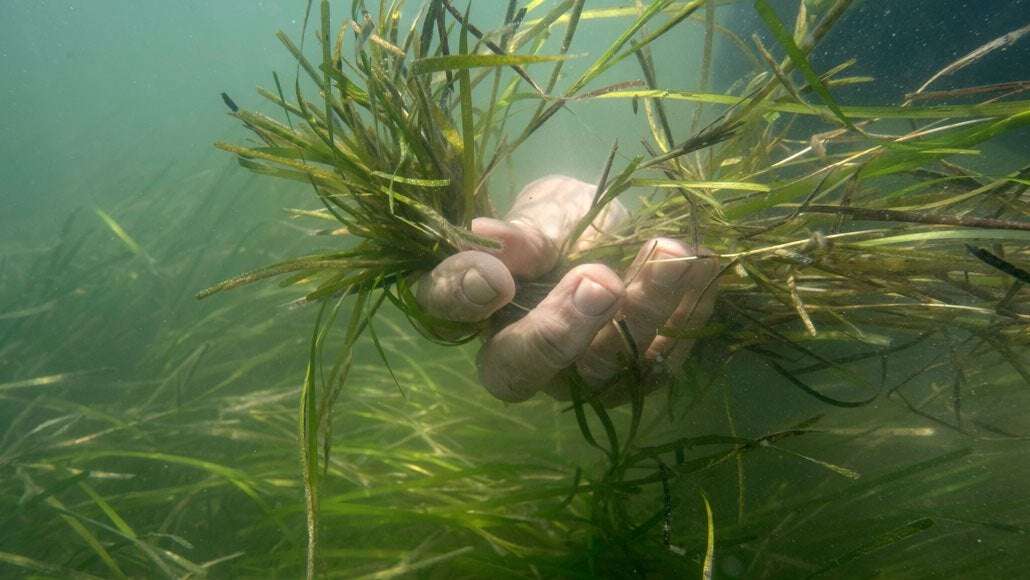 image for How planting 70 million eelgrass seeds led to an ecosystem’s rapid recovery