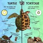 image for Turtle vs tortoise