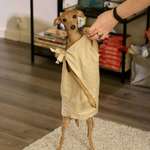 image for It’s my dog’s birthday today. Here she is dressed up as Dobby for Halloween.