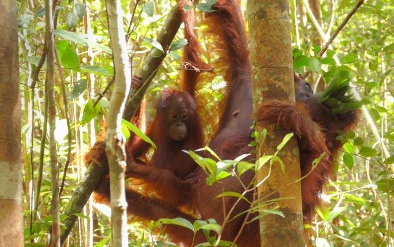 image for Orangutans Use Plant Extracts to Treat Pain