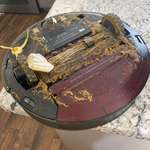 image for The Roomba ran over our dogs shit