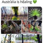 image for After the fires, Australia is healing!