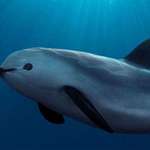 image for this is a vaquita the rarest animal on earth there are only 10-15 left in the world