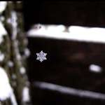 image for Snowflake dangling on a spider web. Picture I took 10 years ago