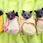 image for Orphaned baby bats which are rescued are wrapped snugly in blankets to mimic the warm embrace of their mother's wings.