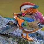 image for 🔥 A very colorful Mandarin duck