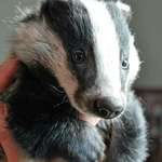 image for We should talk more about badgers
