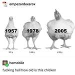 image for Prized 'Ken, the thicc and undying fowl