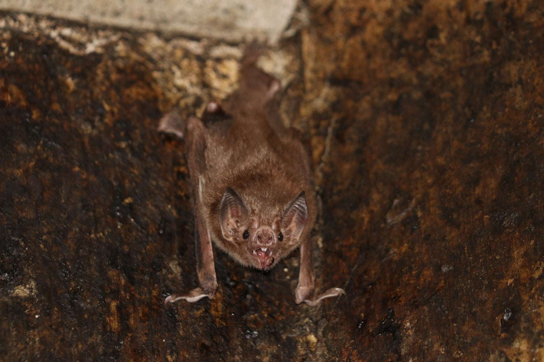 image for For vampire bats, social distancing while sick comes naturally