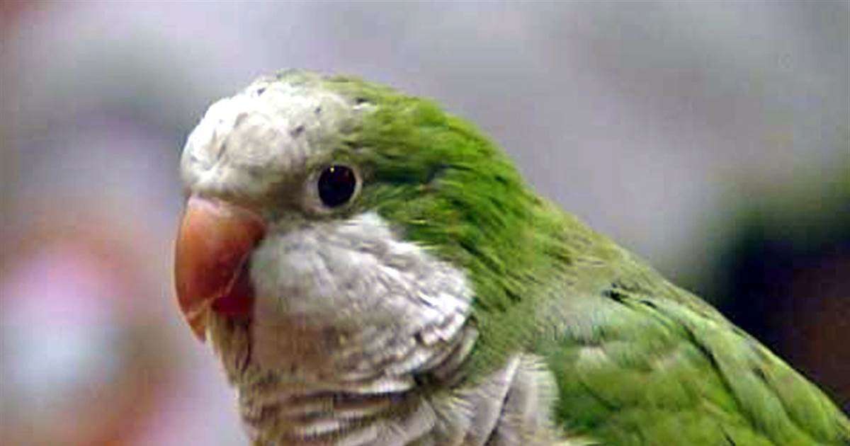 image for Parrot gets award for warning about choking tot