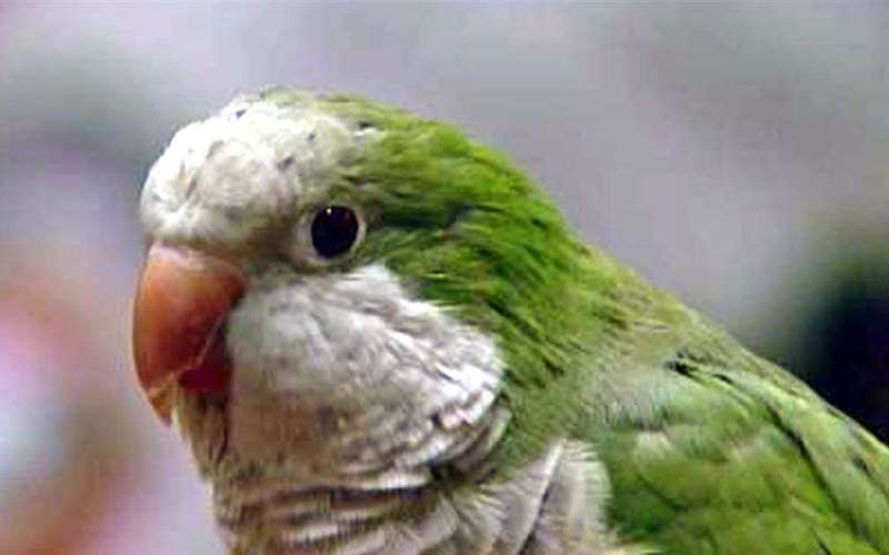 image for Parrot gets award for warning about choking tot