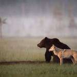 image for This wolf and bear pair were documented travelling, hunting and sharing food together for ten days.
