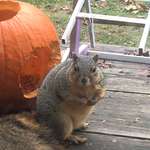 image for Sadie the squirrel has eaten 3 jack o’lanterns so far.