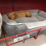 image for Bed shopping