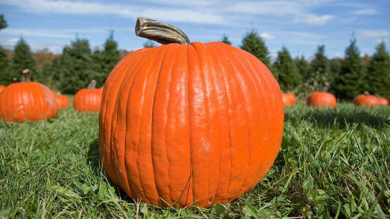 image for Without us, pumpkins may have gone extinct