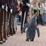 image for This is Colonel-in-Chief Sir Nils Olav, a Knighted penguin in Norway.