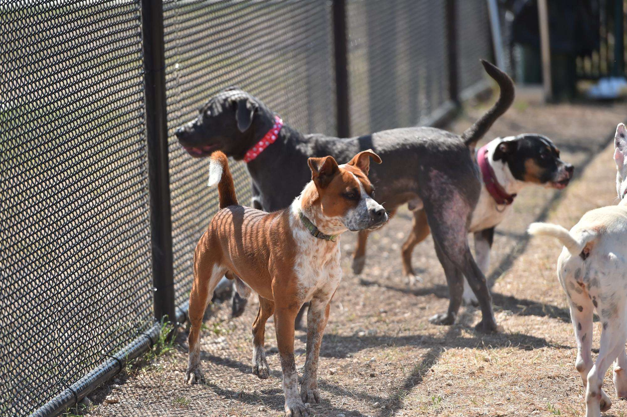 image for San Antonio pet stores will sell only rescue dogs and cats starting Jan. 1