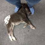 image for I'm a horse vet. This adorable little guy fell asleep on my feet while I talked to his people.