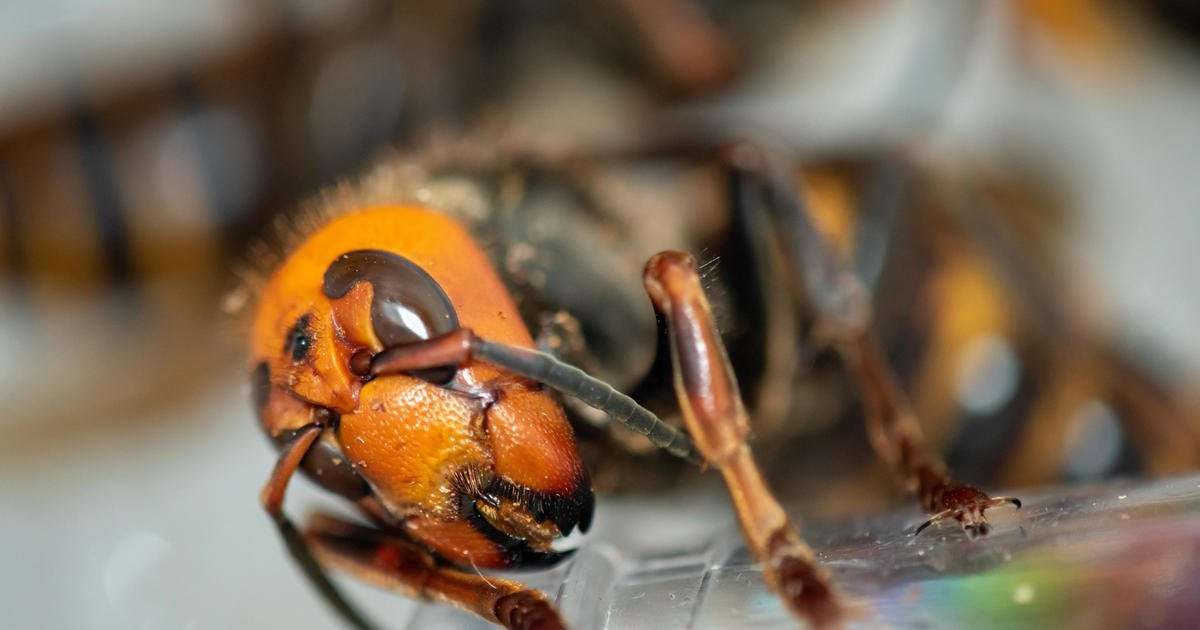image for Washington state captures two murder hornet queens alive, days after destroying first known nest