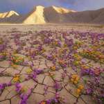 image for 🔥 Atacama Desert.