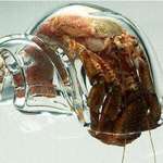 image for Hermit crab in a glass shell