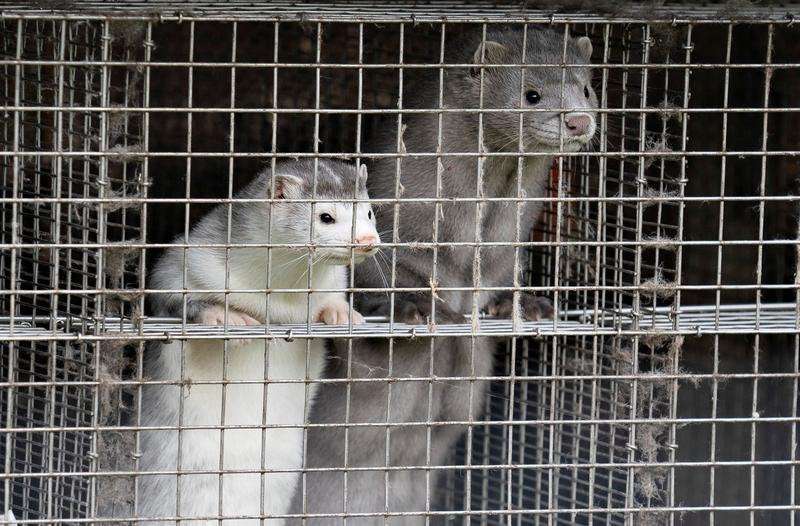 image for Denmark to cull entire mink population after coronavirus mutation spreads to humans
