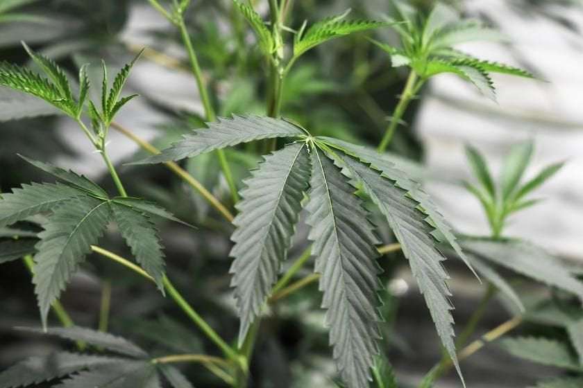 image for Oregon becomes 1st state to decriminalize drug possession as New Jersey, Arizona legalize marijuana