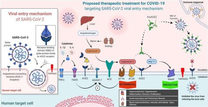 image for Human recombinant soluble ACE2 (hrsACE2) shows promise for treating severe COVID­19