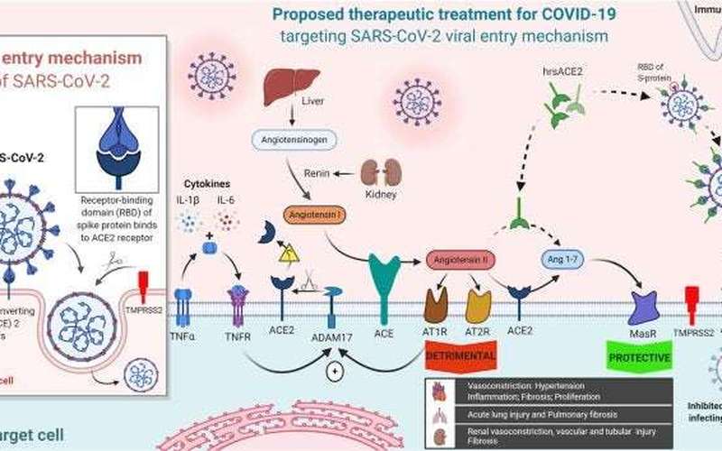 image for Human recombinant soluble ACE2 (hrsACE2) shows promise for treating severe COVID­19