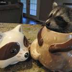image for Please take a break from political insanity to look at this baby raccoon in a cookie jar, thank you